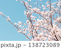 青空に映える白い桜の花 春の爽やかな風景 138723089