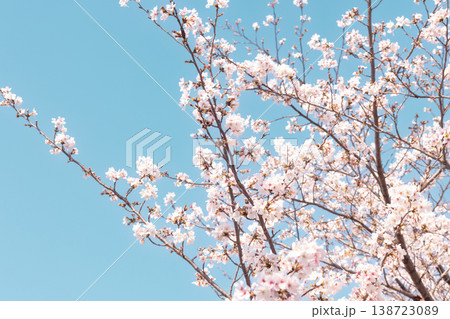 青空に映える白い桜の花 春の爽やかな風景 138723089