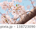 桜, サクラ, 春, 青空, 白, 花, 自然, 植物, 爽やか, 背景, 日本, 屋外, 季節,  138723090