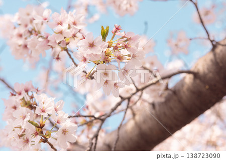 桜, サクラ, 春, 青空, 白, 花, 自然, 植物, 爽やか, 背景, 日本, 屋外, 季節,  138723090