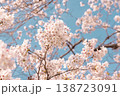 青空に咲く満開の桜 春の風景 背景素材 138723091