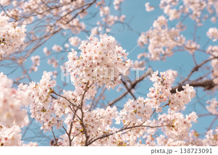 青空に咲く満開の桜 春の風景 背景素材 138723091