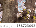 桜の幹に咲く花のクローズアップ 春の自然 138723092