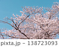 青空に広がる桜の枝 春の背景素材 138723093