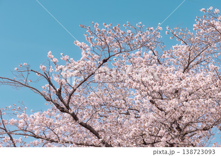 青空に広がる桜の枝 春の背景素材 138723093