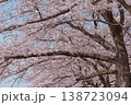 満開の桜に覆われた春の風景 日本の花 138723094