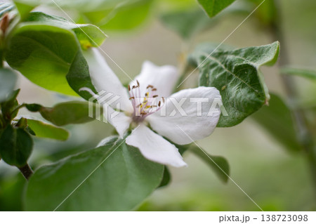 White apple Blossom Flowers in Spring, Delicate Blooming Tree Branch in Soft Natural Bokeh White apple Blossom Flowers in Spring, Delicate Blooming Tree Branch in Soft Natural Bokeh 138723098