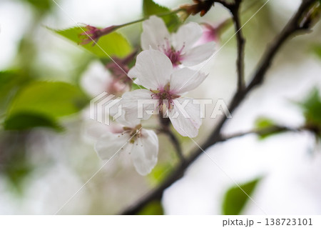 White Cherry Blossom Flowers in Spring, Delicate Blooming Tree Branch in Soft Natural Bokeh White Cherry Blossom Flowers in Spring, Delicate Blooming Tree Branch in Soft Natural Bokeh 138723101