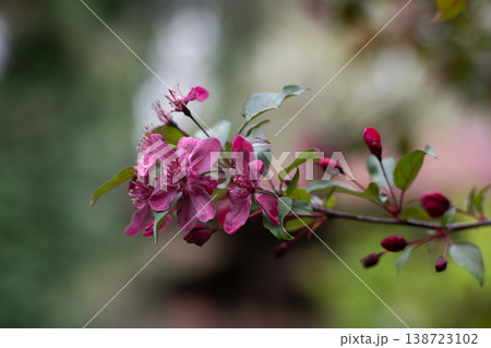 Flowering Crabapple Blossoms Close-Up. Soft Spring Nature Background. 138723102
