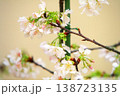ポジフィルムで撮影した桜 138723135