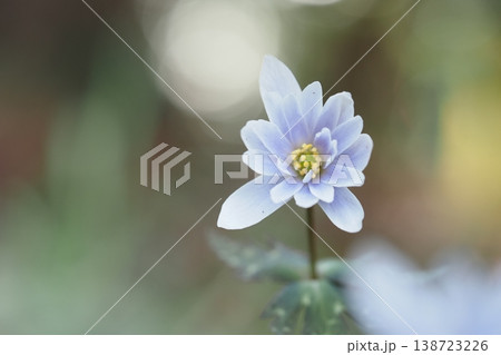 ユキワリイチゲの花のアップ ユキワリイチゲの花のアップ 138723226