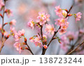 ポジフィルムで撮影した桜 138723244