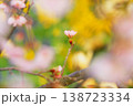 ポジフィルムで撮影した桜の花 138723334