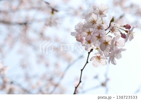 桜の花のアップ　淡いピンクの花びらが春の光に咲く風景 138723533