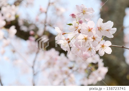 桜の花のアップ 淡いピンクの花びらとつぼみが春の光に咲く風景 桜の花のアップ 淡いピンクの花びらとつぼみが春の光に咲く風景 138723741