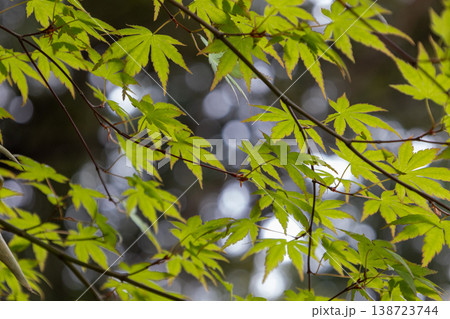 春 本土寺 境内風景 青紅葉 春 本土寺 境内風景 青紅葉 138723744