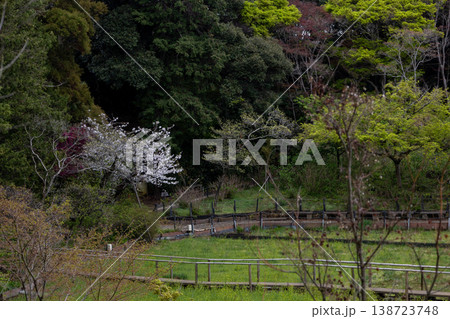 春 本土寺 境内風景 田んぼと桜 春 本土寺 境内風景 田んぼと桜 138723748