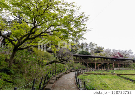 春 本土寺 境内風景 田んぼと桜 春 本土寺 境内風景 田んぼと桜 138723752