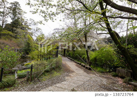 春 本土寺 境内風景 春 本土寺 境内風景 138723764