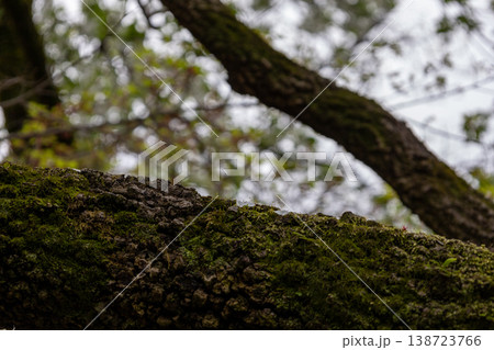 春　本土寺　境内風景　苔の木　アップ写真　 138723766
