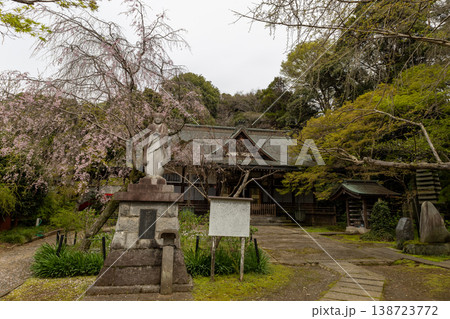 春　本土寺　境内風景　 138723772