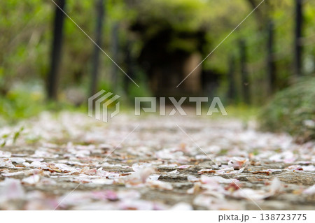 春 本土寺 境内風景 桜の花びら 春 本土寺 境内風景 桜の花びら 138723775
