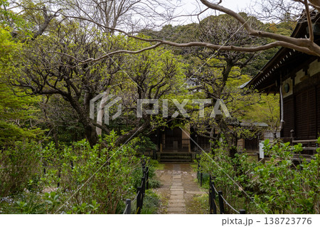 春 本土寺 境内風景 春 本土寺 境内風景 138723776