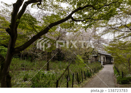 春 本土寺 境内風景 春 本土寺 境内風景 138723783