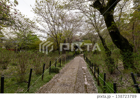 春　本土寺　境内風景　参道 138723789