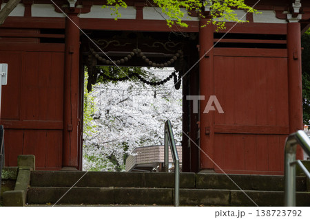 春 本土寺 境内風景 山門から見える桜 春 本土寺 境内風景 山門から見える桜 138723792