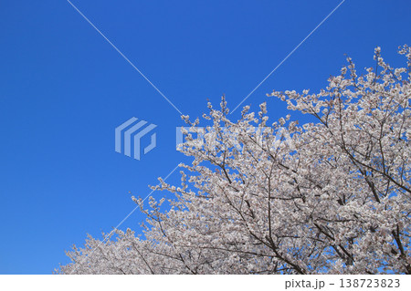 桜 花 春 青空 背景 138723823