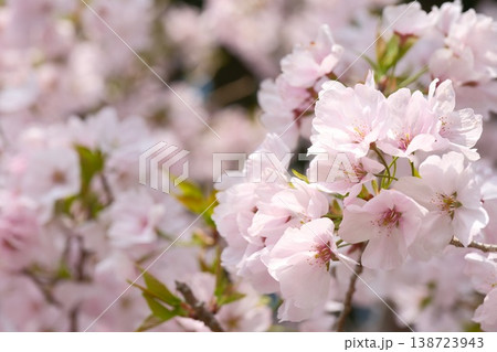 桜の花のアップ 桜色の花びらが重なり合う春の風景と緑のアクセント 桜の花のアップ 桜色の花びらが重なり合う春の風景と緑のアクセント 138723943