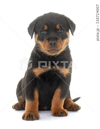 puppy rottweiler in studio puppy rottweiler in studio 138724007