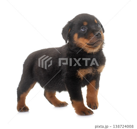 puppy rottweiler in studio puppy rottweiler in studio 138724008