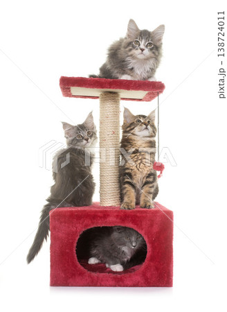 maine coon kitten on scratching post maine coon kitten on scratching post 138724011