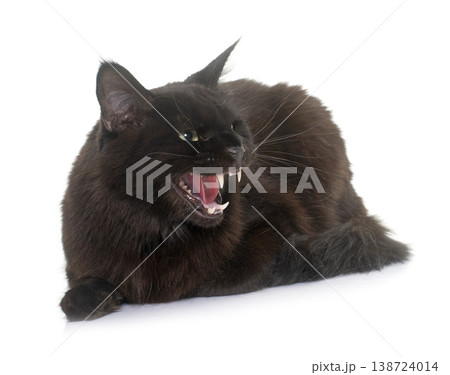 angry maine coon cat angry maine coon cat 138724014