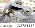 Street cat sleeping on gravel beach lounge chair in warm sunlight. Peaceful feline resting shade seaside resort courtyard during summer vacation calm travel lifestyle moment mediterranean coast 138724437