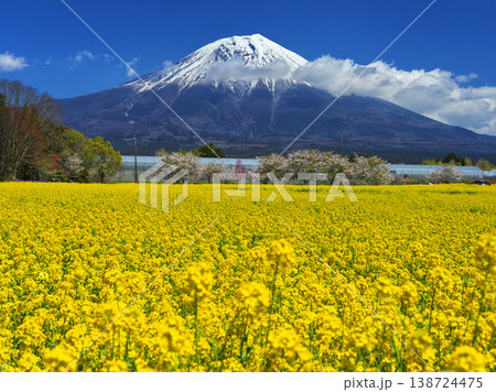 菜の花畑と富士山 138724475