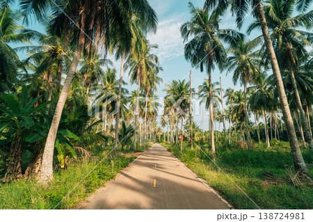 Scenic rural road through a lush tropical coconut palm plantation. Scenic rural road through a lush tropical coconut palm plantation. 138724981