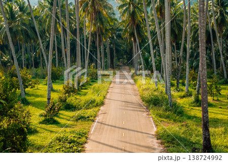 Aerial top-down view of a lush green coconut palm tree plantation. 138724992
