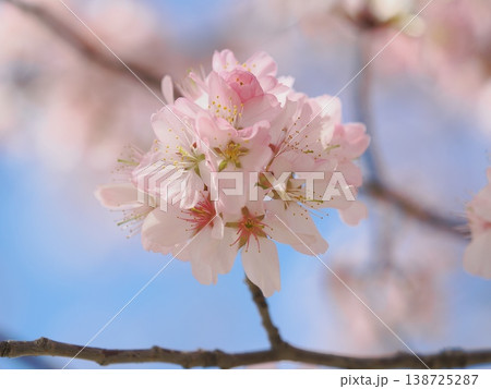 青空を背景にした桜の花 138725287