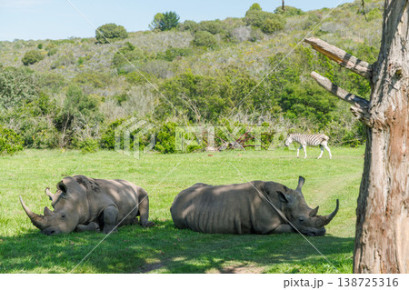 Rhinos resting in shade in South Africa 138725316
