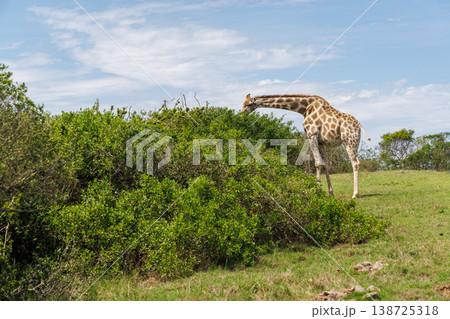 Giraffe in the wild in South Africa 138725318