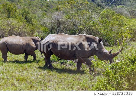 Rhinoceros group on safari in South Africa 138725319