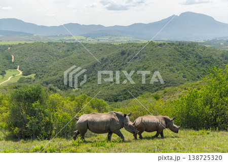 Rhinoceros group on safari in South Africa 138725320