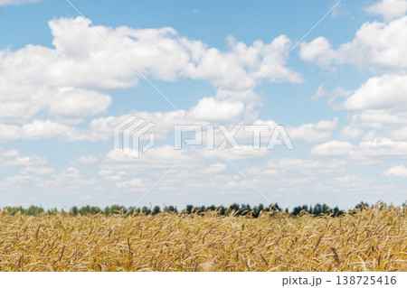Golden rye field swaying gently under the sun Golden rye field swaying gently under the sun 138725416