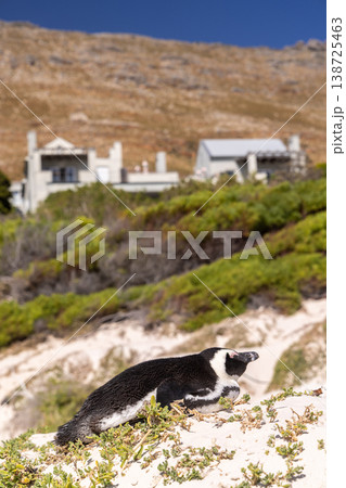 Penguins on ocean shore in South Africa 138725463