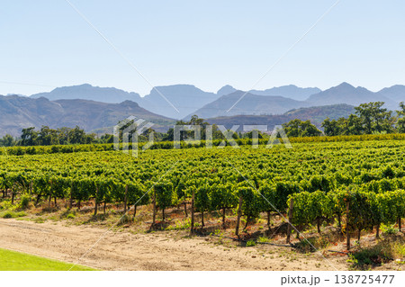 Sunlit vineyard rows Sunlit vineyard rows 138725477