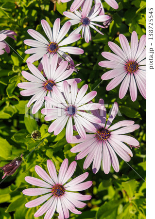Pink spring flowers among green foliage Pink spring flowers among green foliage 138725545