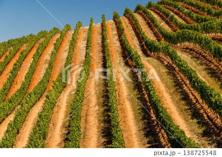 Sunlit vineyard rows in South Africa Sunlit vineyard rows in South Africa 138725548